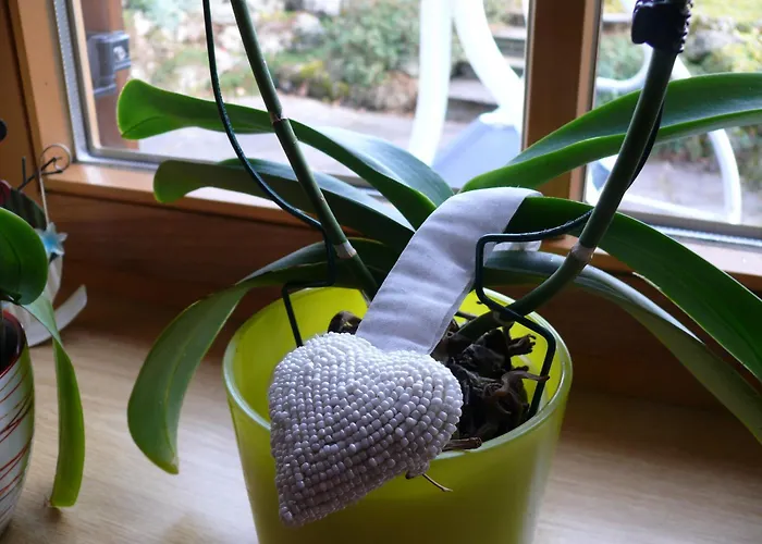 Seegartl * פוסגל אם סי